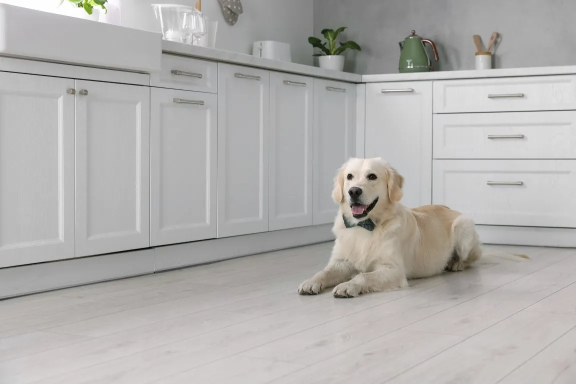 dog-in-kitchen.webp