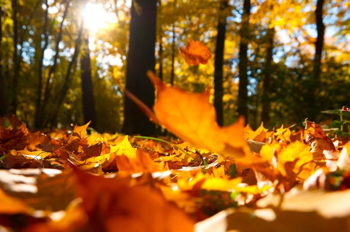 Don’t Wait Until Spring: Why Fall Is Ideal for Painting